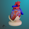 4.png Heart Anatomy For Education