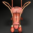 ps3.jpg Genito-urinary tract male 3D model 3D model