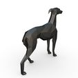 4.jpg Italian Greyhound