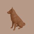Lapponian_Herder_0013.jpg Lapponian Herder Dog in Sitting Pose