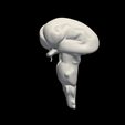 15.png 3D Model of Brain Stem and Cerebellum
