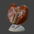 7.png 3D Spleen, Pancreas and Duodenum Anatomy Model