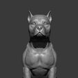 American-Staffordshire-Terrier10.jpg American Staffordshire Terrier 3D print model
