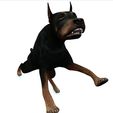 001.jpg DOG DOG DOWNLOAD Dóberman 3d model Animated for Blender - fbx - unity - maya - unreal - c4d - 3ds max - 3D printing DOBERMAN DOG DOG PET CANINE POLICE WOLF DOG
