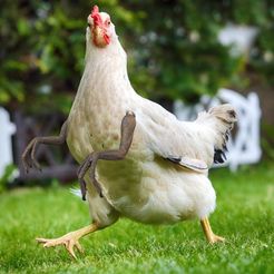chickenRaptor_1.jpg Raptor Arm costume for chicken