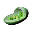 Chloroplast.jpg Chloroplast Cross Section Anatomy