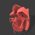 Capture10.png HEART SEGMENTED (ANATOMICAL)