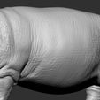 9.jpg Hippopotamus
