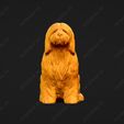 1320-Bearded_Collie_Pose_04.jpg Bearded Collie Dog 3D Print Model Pose 04