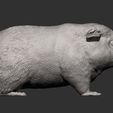 Teddy-Guinea-Pig7.jpg Teddy Guinea Pig 3D print model