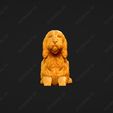 1056-Basset_Griffon_Vendeen_Petit_Pose_07.jpg Basset Griffon Vendeen Petit Dog 3D Print Model Pose 07