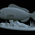 Dentex-statue-1-40.png fish Common dentex / dentex dentex statue underwater detailed texture for 3d printing