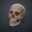 Human_Skull_Render_3Demon_stl_3dprint_cover.jpg Anatomically Correct Human Skull - Homo Sapiens Sapiens