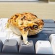 running-desert-rain-frog-06.jpg Running? Desert Rain Frog