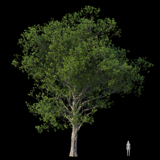 3D file Trees 🎨 ・Model to download and 3D print・Cults