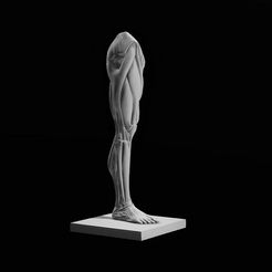 Ecorche_leg_render.jpg Archivo STL Pata de Ecorche・Modelo para descargar e imprimir en 3D