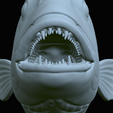 Dentex-mouth-statue-65.png fish Common dentex / dentex dentex open mouth statue detailed texture for 3d printing