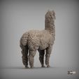 alpaca7.jpg alpaga