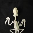 IMG_20231007_144112119.jpg Parrot Skeleton