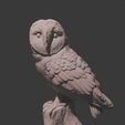 Screenshot-2024-01-05-155550.jpg Owl, Garden, cute, animal, creature, garden, statue, ornaments, garden ornaments, Owl, bird  of prey, bird