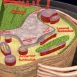 spinal-tracts-cord-vertebrae-labelled-3d-model-e7d8e3b5c3.jpg Spinal Tracts cord vertebrae labelled 3D model