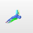 4.jpg RIGHT FOOT BONE-3D BONES OF THE ANKLE AND FEET