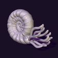 02.jpg nautilus snail