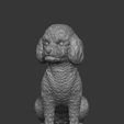 poodles-13.jpg Toy Poodle / Poodle