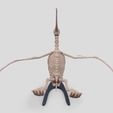 3.jpg Pterodactyl Skeleton