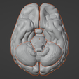 2.png 3D Model of Human Brain v3