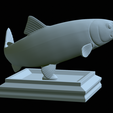 Rainbow-trout-trophy-open-mouth-1-34.png fish rainbow trout / Oncorhynchus mykiss trophy statue detailed texture for 3d printing