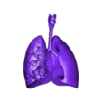 lungs.obj Human Lungs