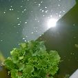 IMG-20220519-WA0038.jpeg Hydroponics salad island for ponds