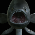 White-grouper-open-mouth-statue-32.png fish white grouper / Epinephelus aeneus open mouth statue detailed texture for 3d printing