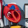 Heart-Anatomical-Model-2-Photoroom.jpg Heart Anatomical Model