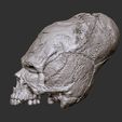 1.jpg Paracas elongated skull
