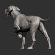 Hungarian-vizsla7.jpg Hungarian vizsla Hungarian Pointing Dog 3D print model