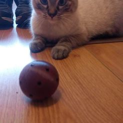 received_448207122780122.jpeg Free STL file cat toy・Object to download and to 3D print
