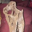 Diplodocus skull
