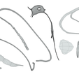 Limbic_Wireframe_2.png Limbic System Anatomy