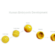Embryonic_Render_1.png Human Embryonic Development