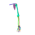 2.png SKELETON OF  LEFT UPPER  LIMB 32 PARTS