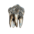 7.png STL file Jewelry tooth・3D printer design to download