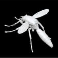 mosquito_2.jpg комар