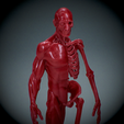 Untitled_Viewport_006.png Human anatomy Human anatomy ready to print Halloween Pumpkin