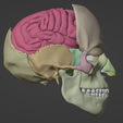 12.png 3D Model of Skull with Brain and Brain Stem - best version