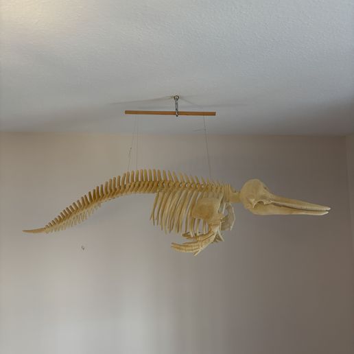 image3-3.jpeg Dolphin skeleton (part 1/2 - skull)