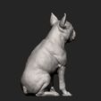boston-terrier11.jpg boston terrier 3D print model