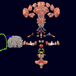 screenshot141.jpg Sistema nervioso central corteza límbica ganglios basales tronco encefálico cerebelo