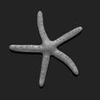 03_starfish-3-3d-print-aquarium-3d-model-obj-fbx-stl.jpg Starfish 3 - 3D Print - Aquarium - Sea Life